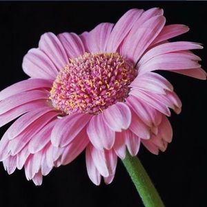 Meet your Posher, Jenny